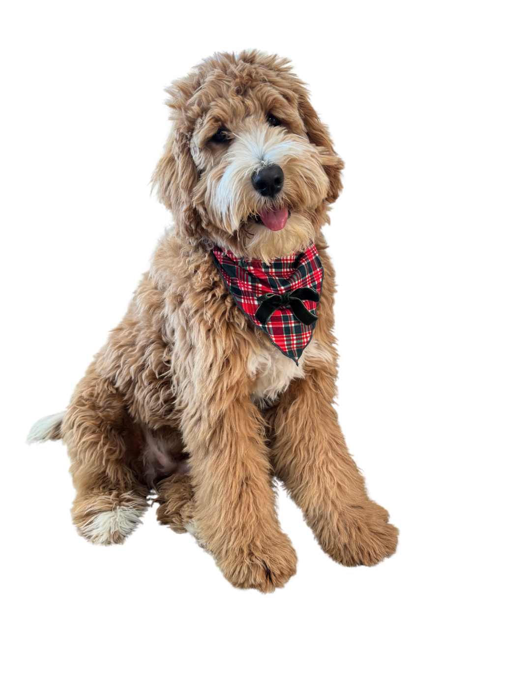 Home For The Holidays Plaid Dog Bandana IMJ x Bre Sheppard